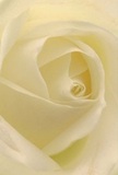 This intimate glimpse brings you deep into the heart of a cream-white rose, as if nestled among its petals on a quiet Barnes morning. The unfolding spirals draw in the imagination, inviting you to feel their whisper-soft texture, like dew-kissed silk brushed by gentle sunlight. Subtle shadows deepen the ivory folds, adding quiet drama and a dreamlike depth, mirroring the first light streaming over the rooftops near Barnes Bridge. The whole scene is laced with a sense of peace and gentle reverence-the kind found during a solitary walk along the riverfront or in the act of sharing a meaningful gesture. As a florist, I see this rose as Barnes' purest symbol of sincerity and grace, perfect for expressing sympathy or admiration, or marking a cherished new beginning. Its understated sweetness, almost imperceptible yet memorable, lends an extra note of intimacy to every arrangement. With each precisely arranged petal, you sense the loving hand of the florist, echoing the artistry found throughout Barnes' thriving floral community. In this close perspective, beauty and emotion become inseparable, painting a picture of a tender moment-ready to bloom into someone's treasured memory, whether sent to a friend on Lonsdale Road or placed at a family gathering by the Green.